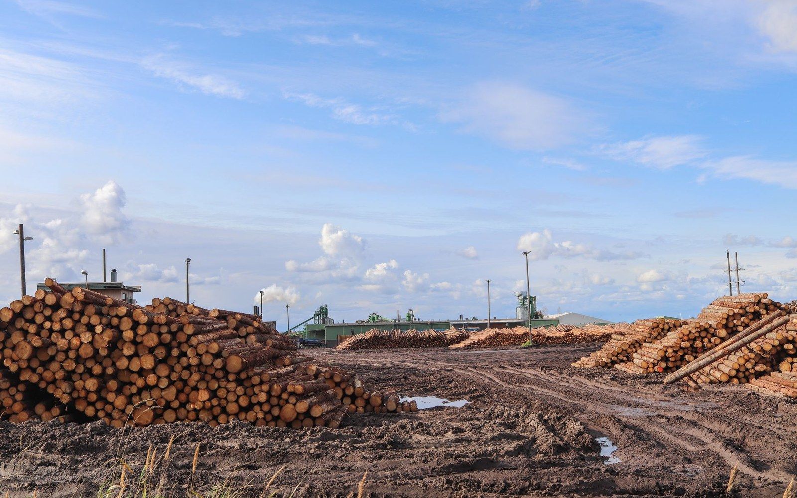 Large piles of harvested logs stacked at a lumber mill under a partly cloudy sky