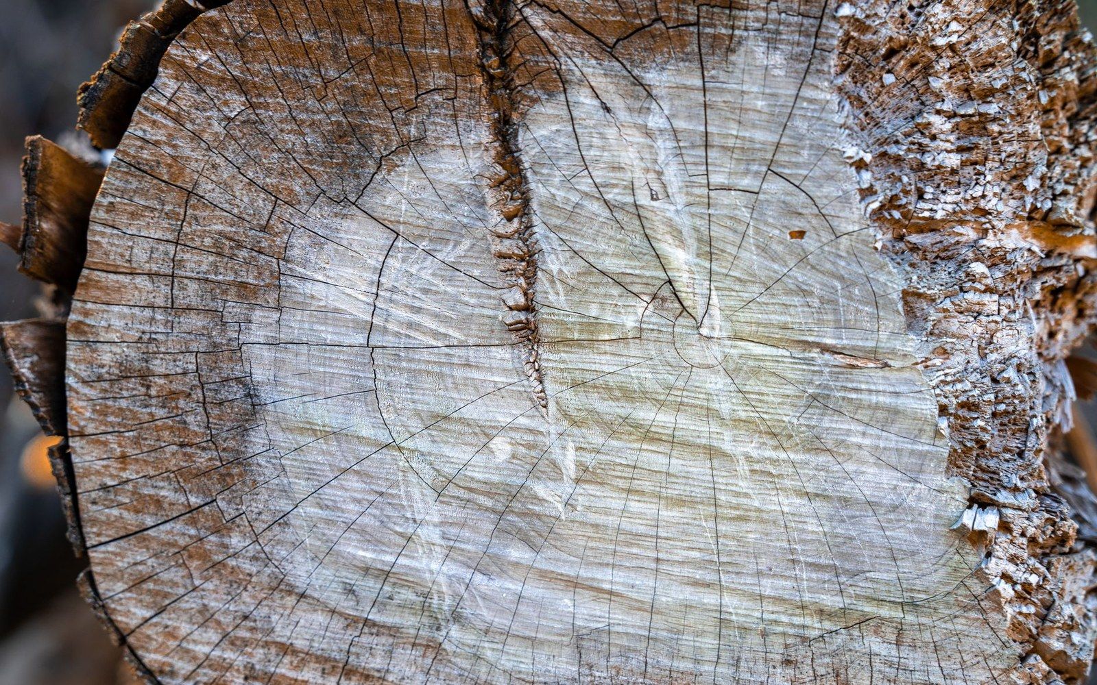 Cross-section of a freshly cut log showing radial cracks and visible growth rings